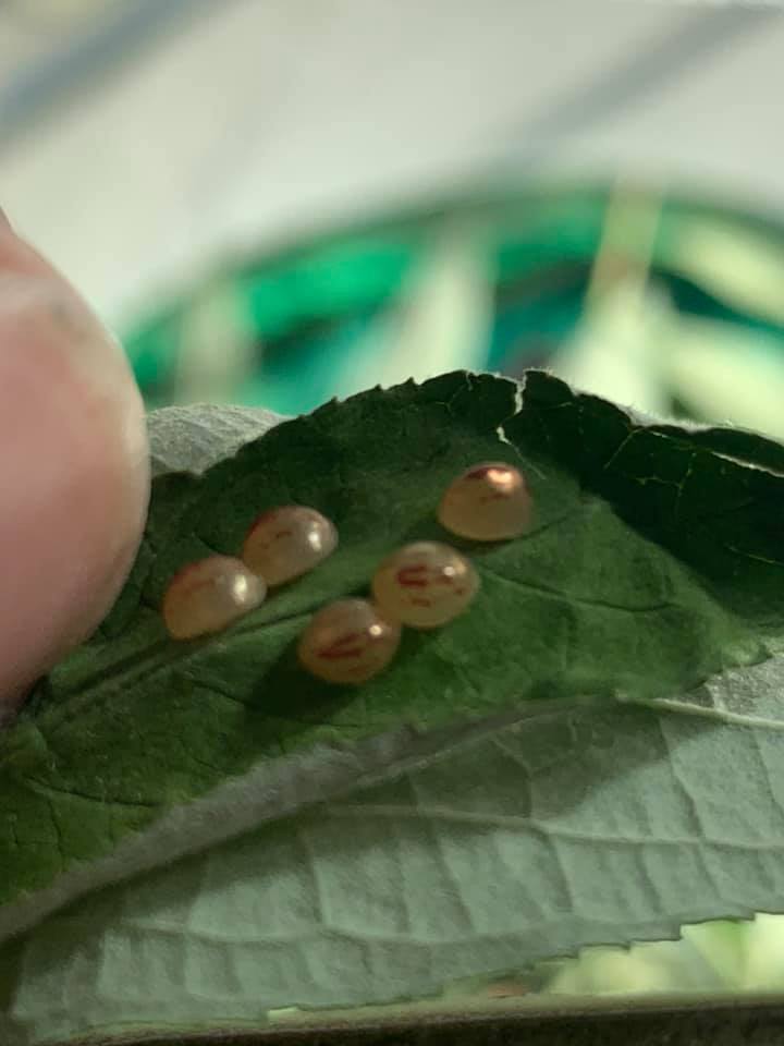 insect 3 eggs.jpg